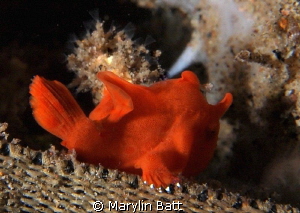 Tiny juvenile frogfish by Marylin Batt 
